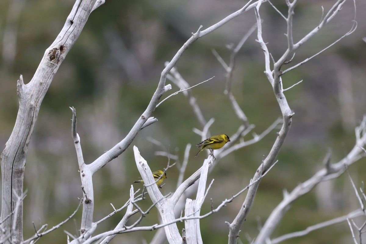Black-chinned Siskin - ML647114609