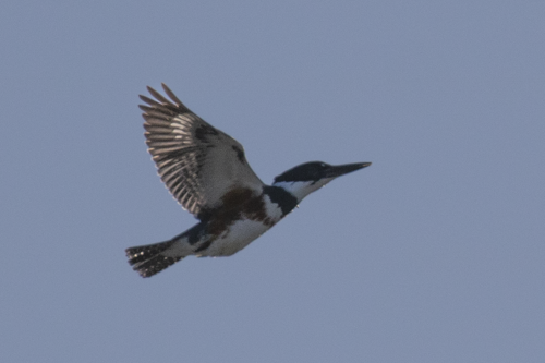 Belted Kingfisher - ML647114612