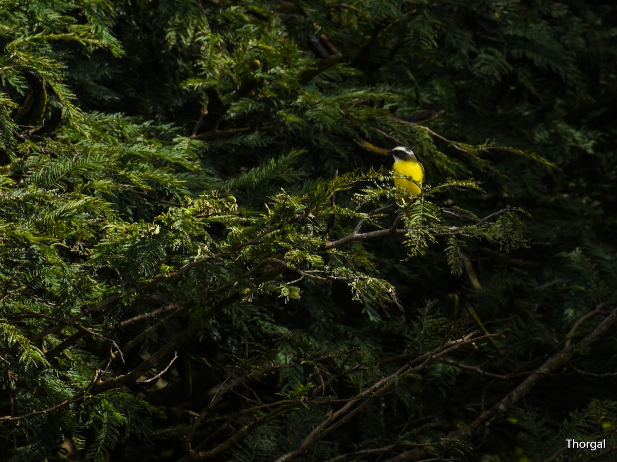 Social Flycatcher - ML647114615