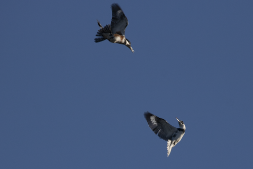 Belted Kingfisher - ML647114621