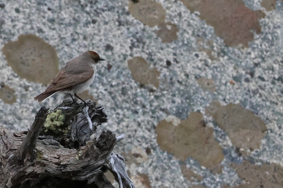 Dark-faced Ground-Tyrant - ML647114624