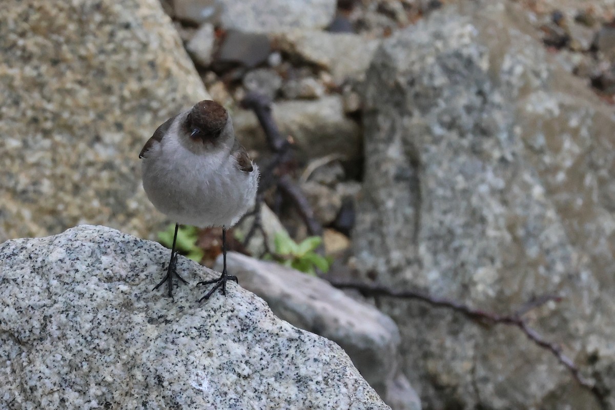 Dark-faced Ground-Tyrant - ML647114625