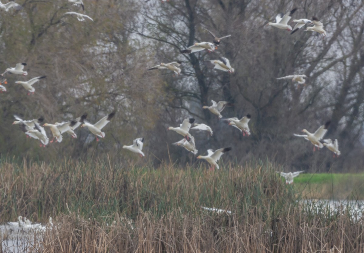 Snow/Ross's Goose - ML647114627