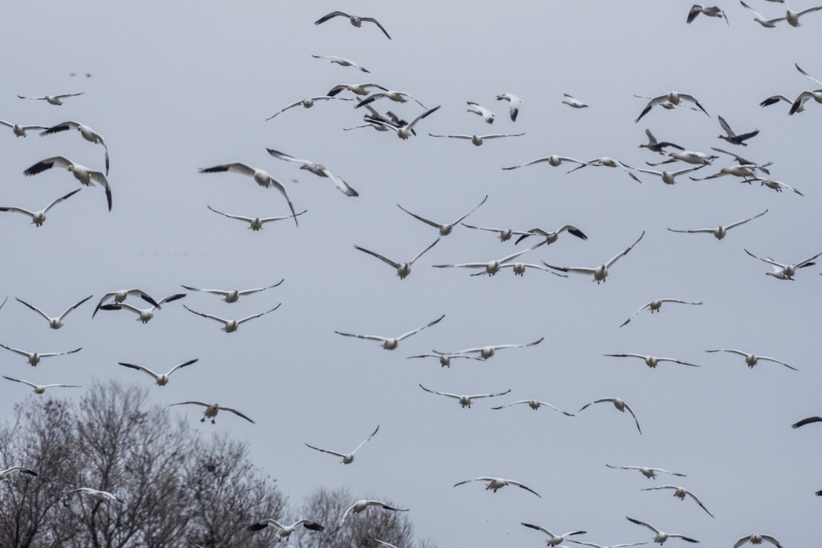 Snow/Ross's Goose - ML647114628