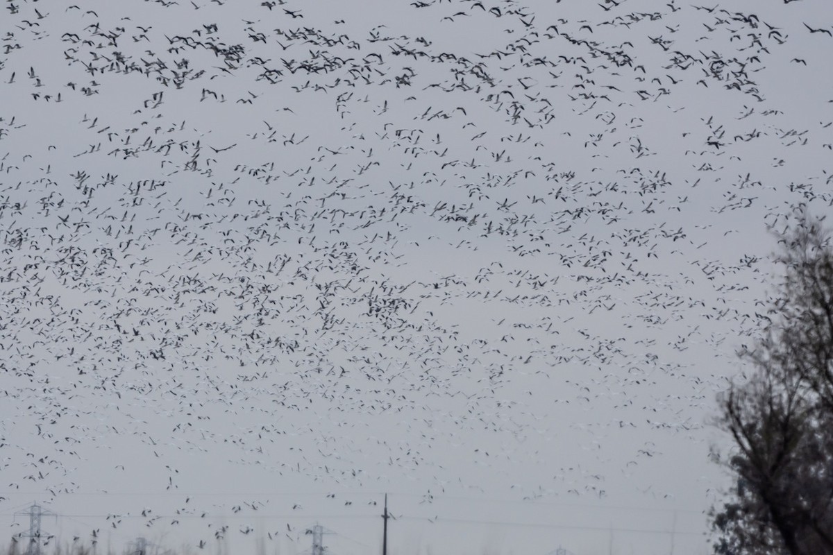 Snow/Ross's Goose - ML647114629