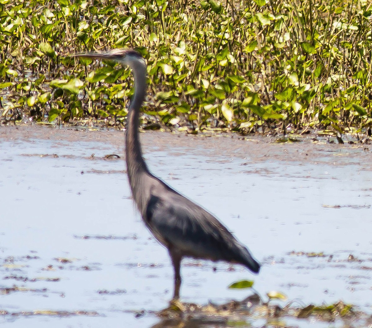 Great Blue Heron - ML647114635