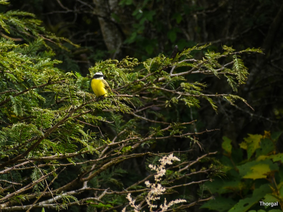 Social Flycatcher - ML647114637