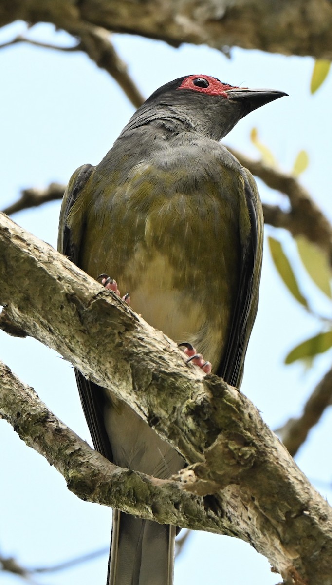Australasian Figbird - ML647114646