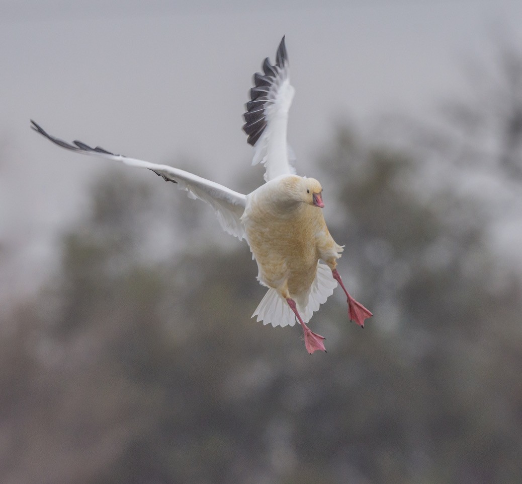 Ross's Goose - ML647114652