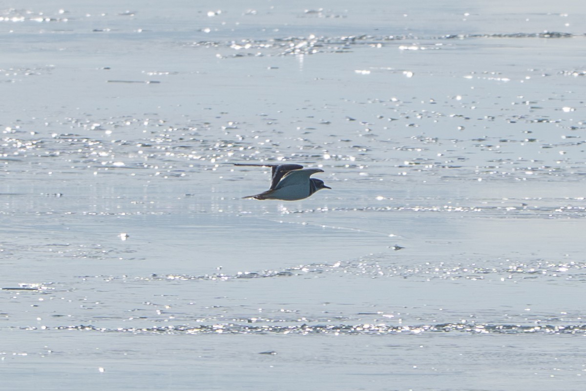 Pluvier kildir - ML647114658