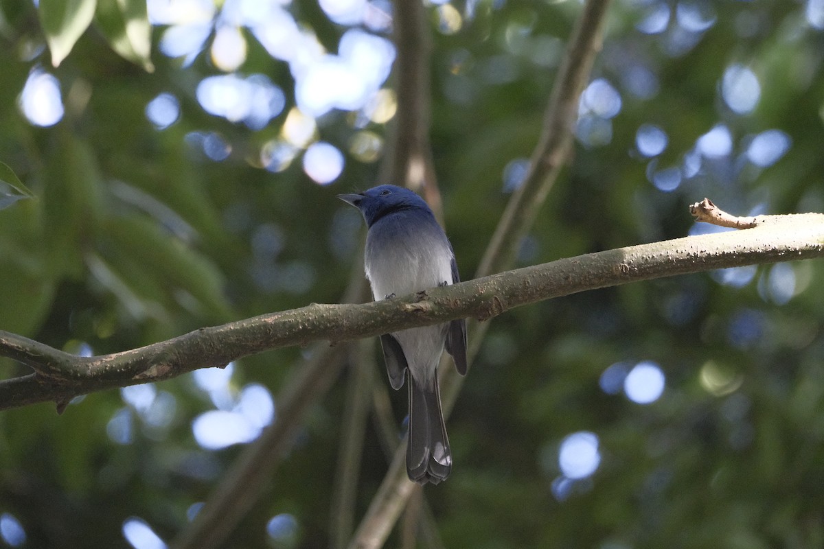 Black-naped Monarch - ML647114666