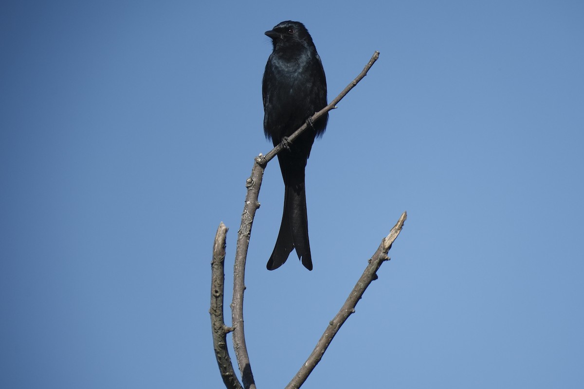 Black Drongo - ML647114668