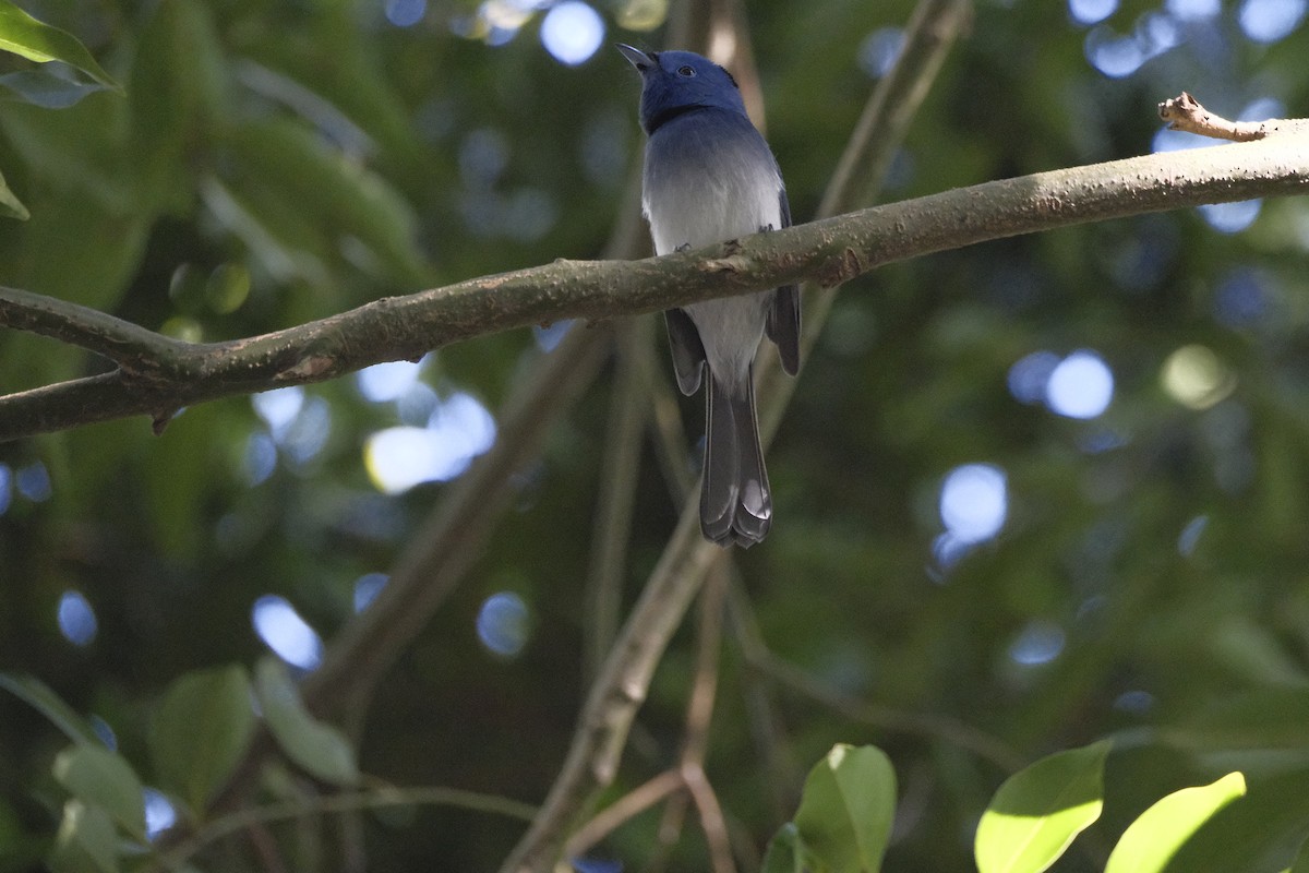 Black-naped Monarch - ML647114669