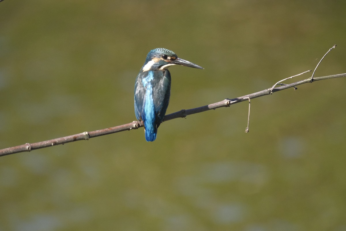 Common Kingfisher - ML647114670