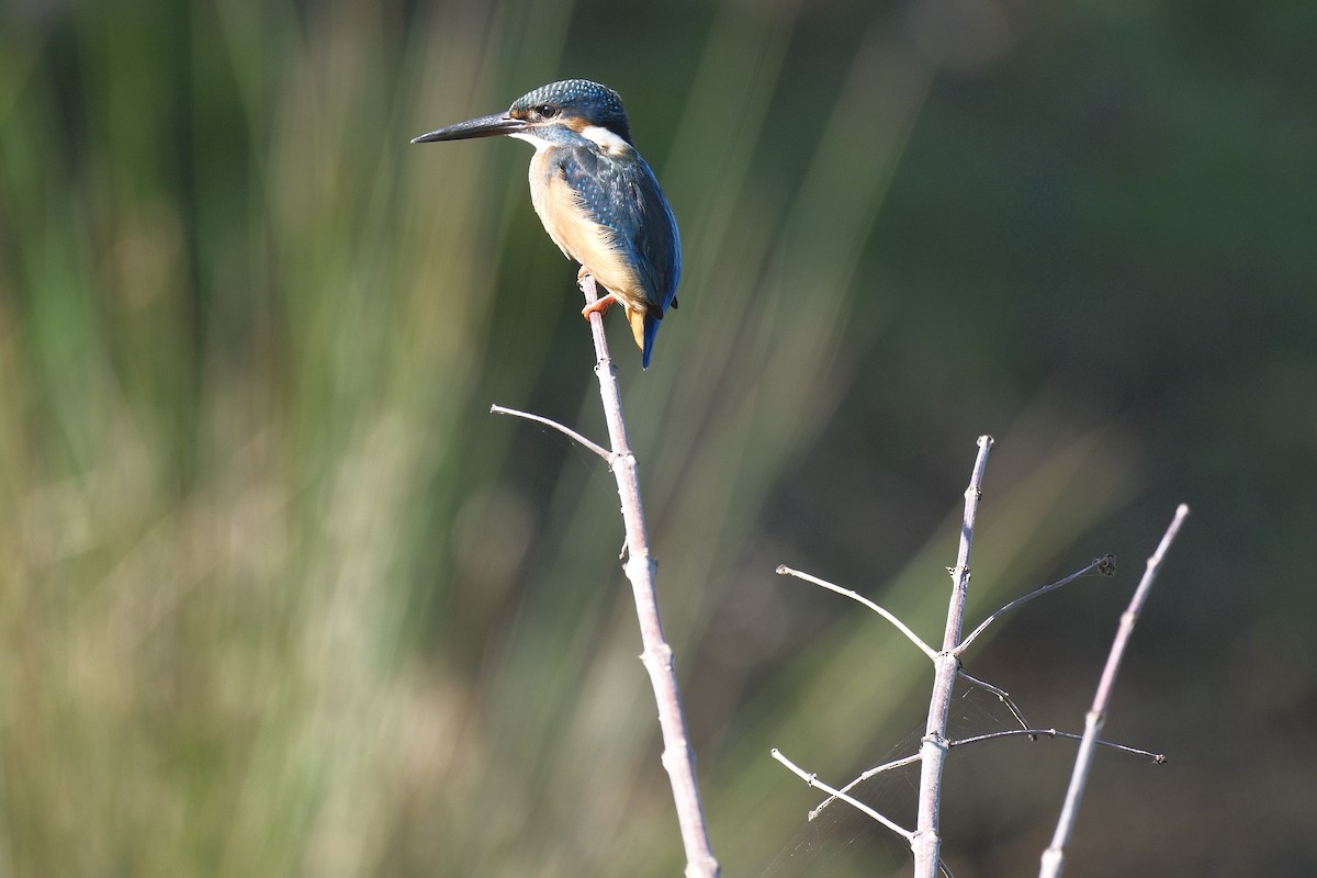Common Kingfisher - ML647114671