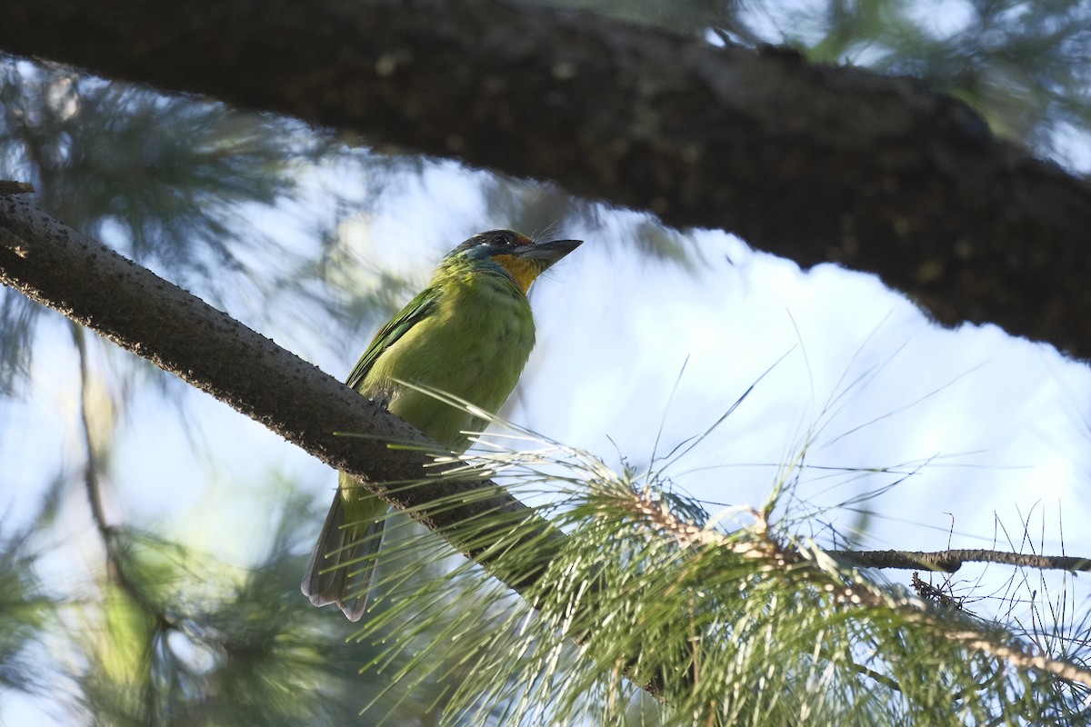 Taiwan Barbet - ML647114672