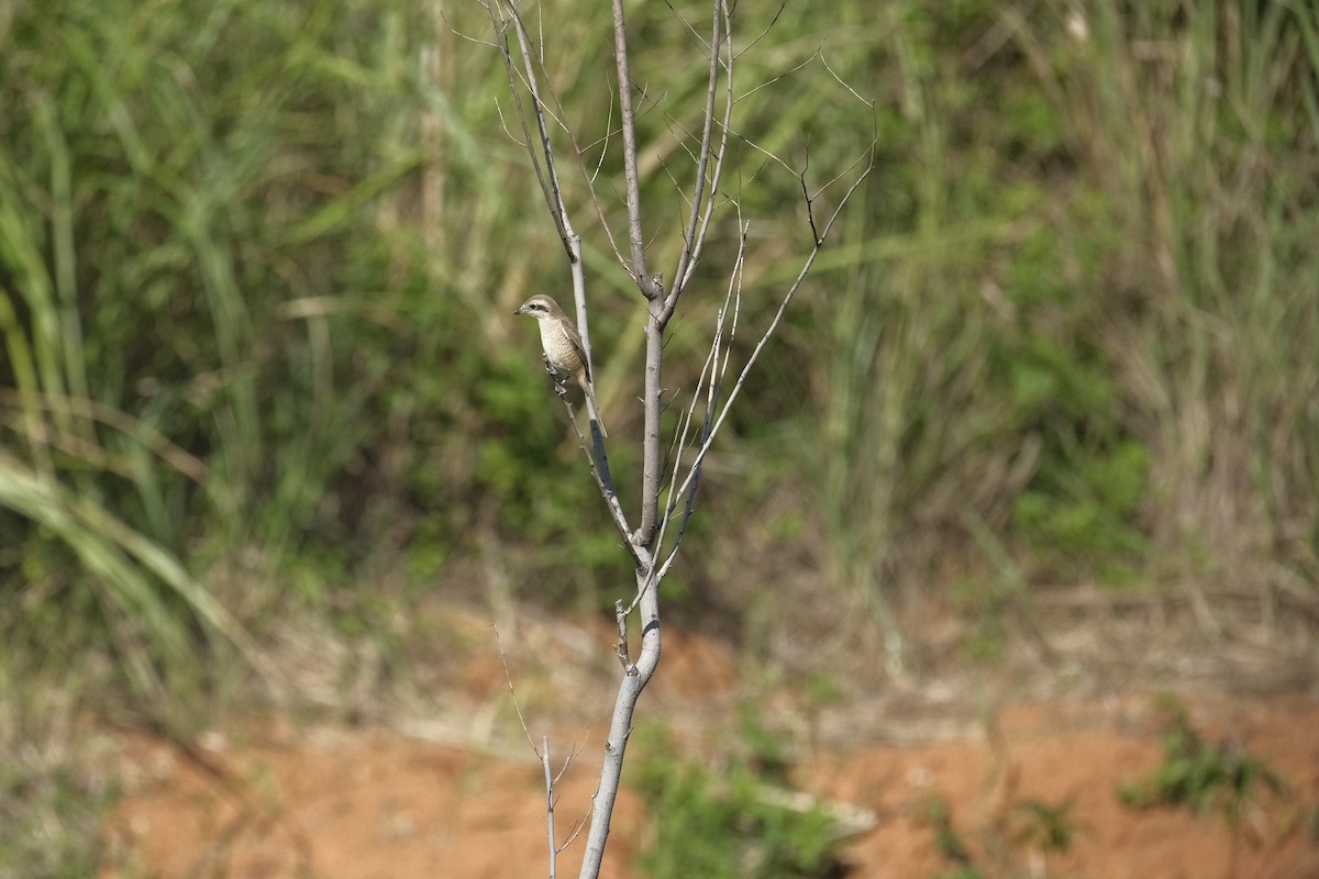 Brown Shrike - ML647114673