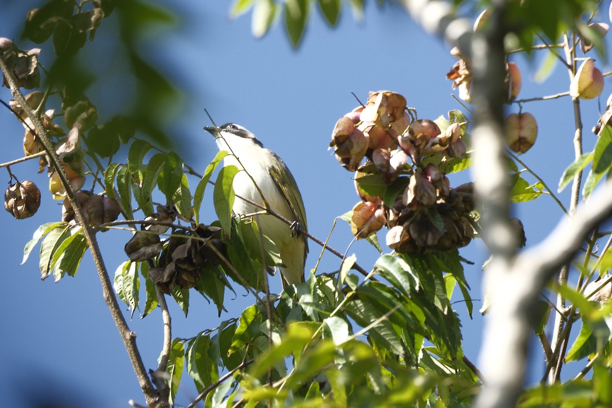 Light-vented Bulbul - ML647114674