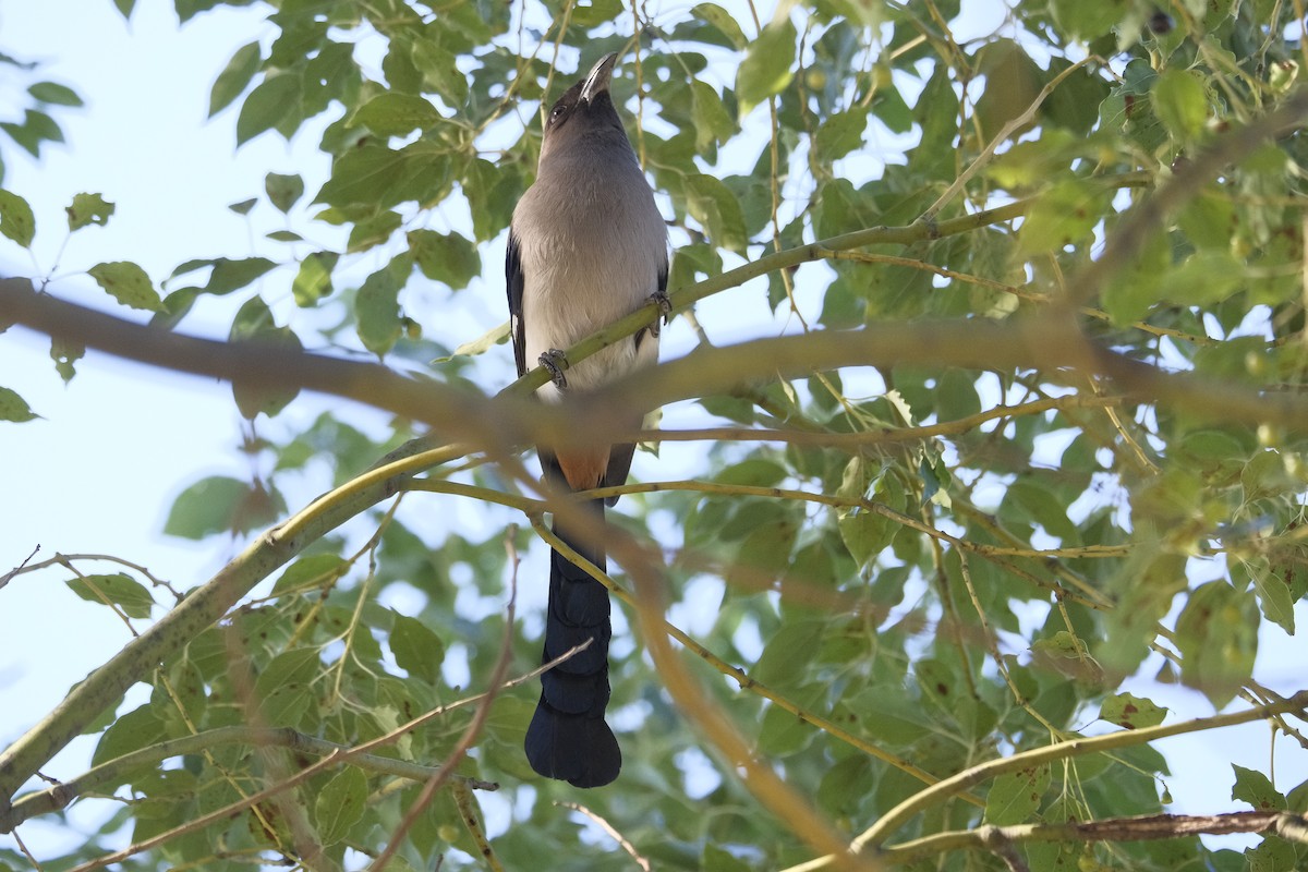 Gray Treepie - ML647114675