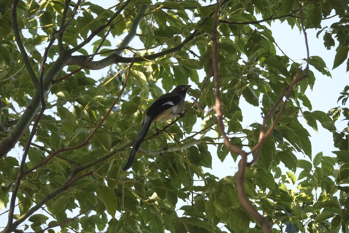 Gray Treepie - ML647114676