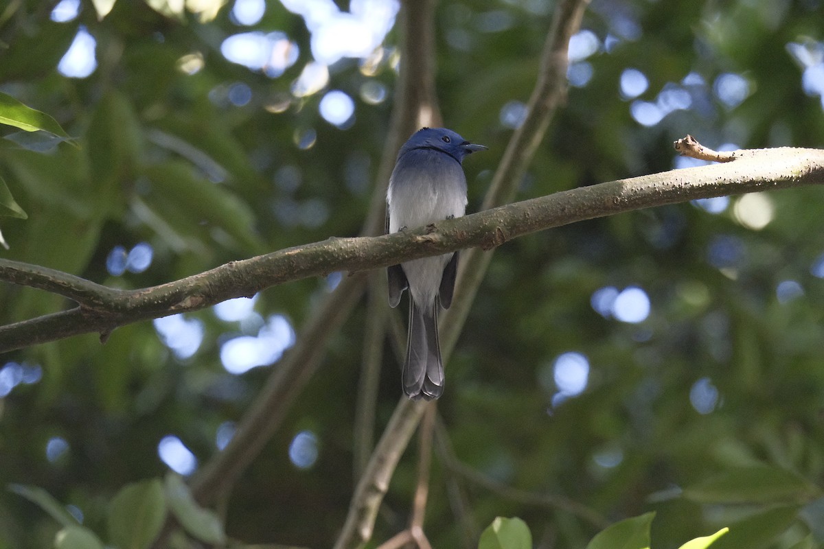 Black-naped Monarch - ML647114677