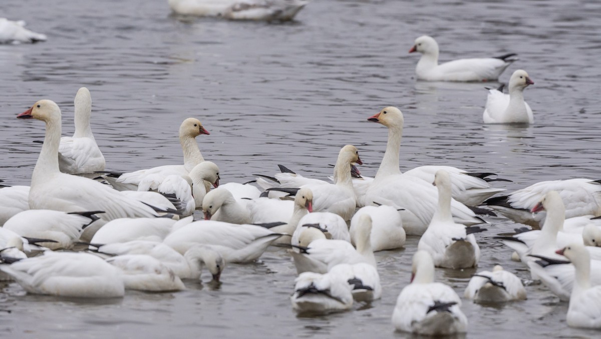 Snow Goose - ML647114678