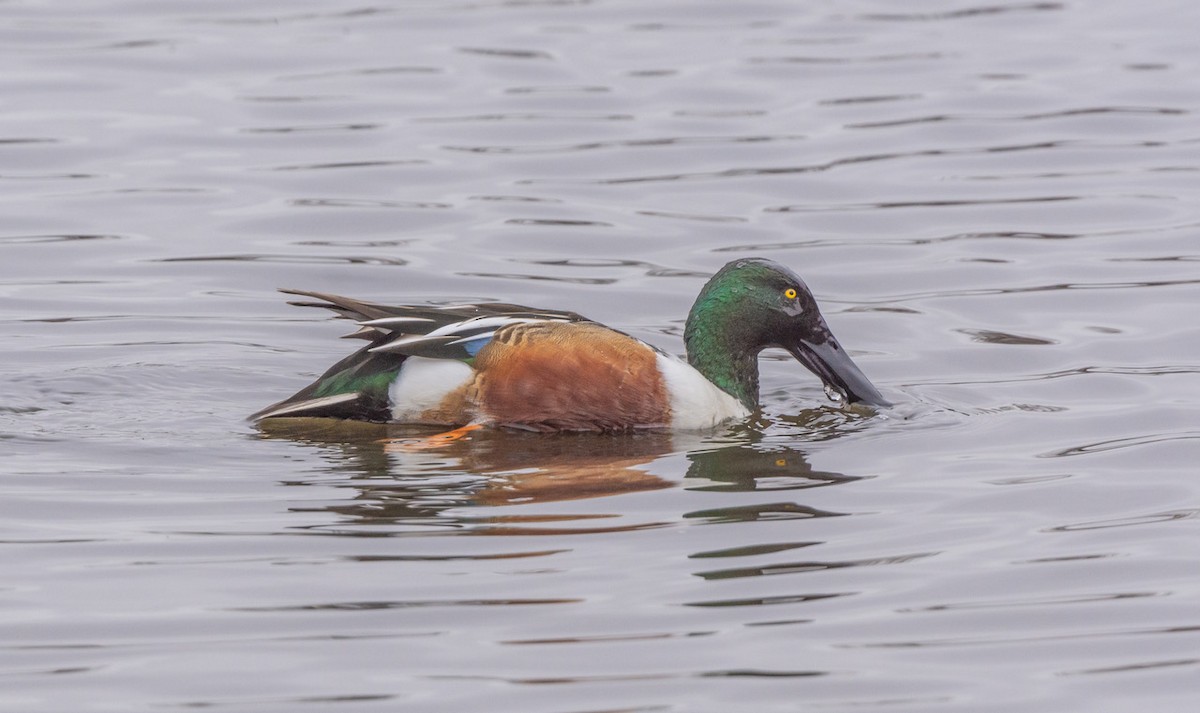 琵嘴鴨 - ML647114710