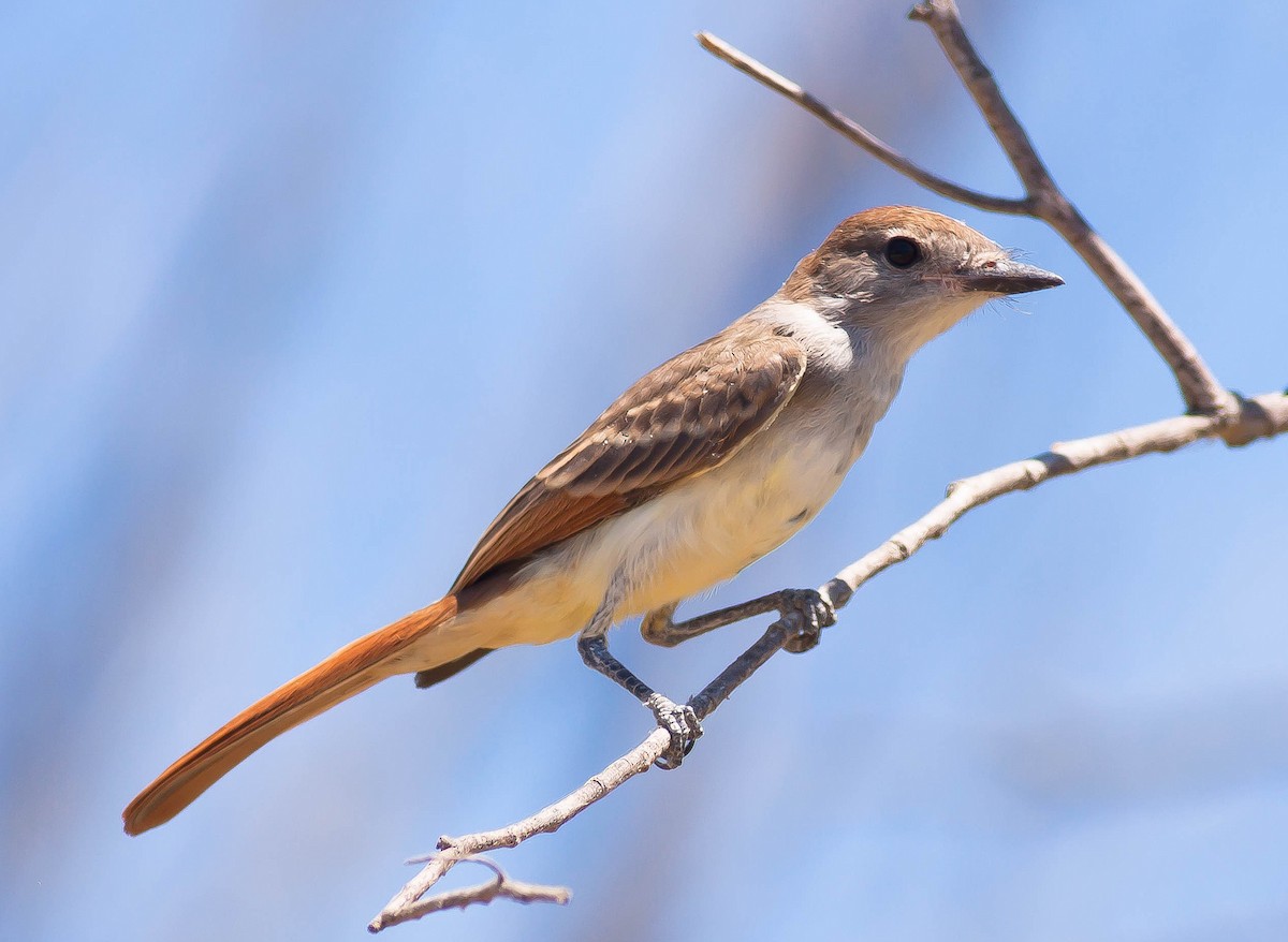 Kalifornienschopftyrann - ML647114712