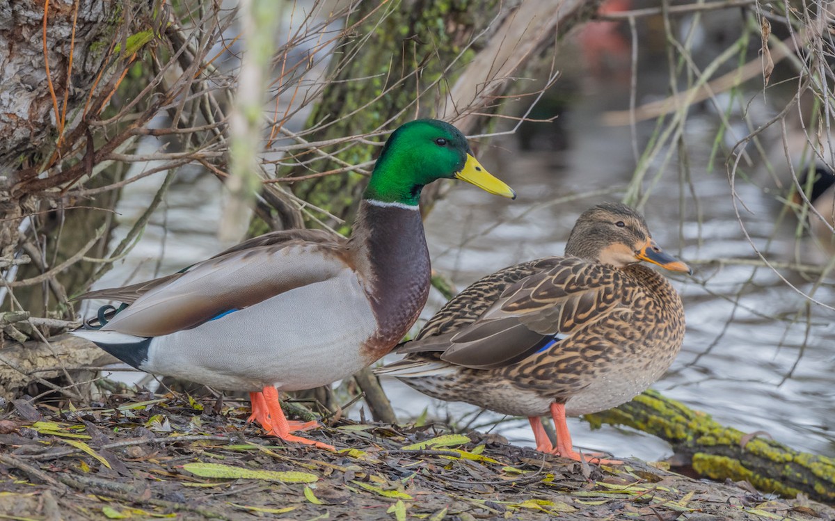 Mallard - ML647114714