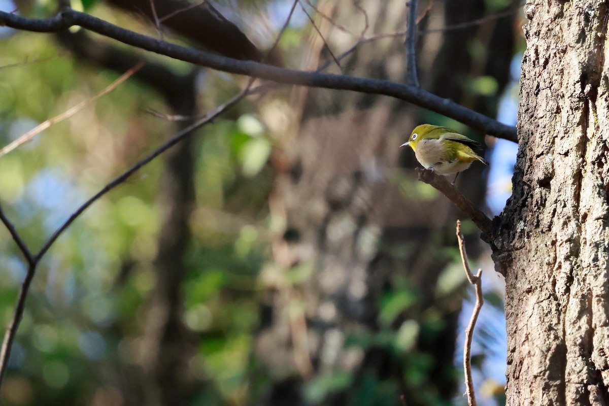 Warbling White-eye - ML647114722