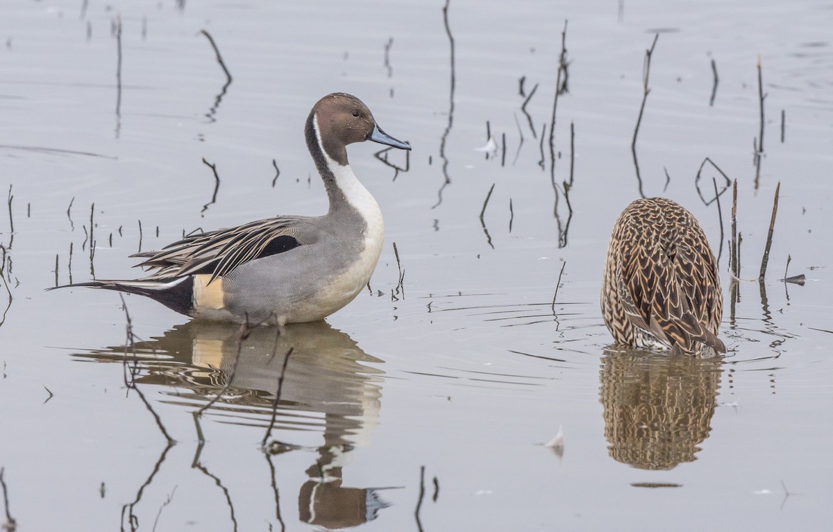 Northern Pintail - ML647114723