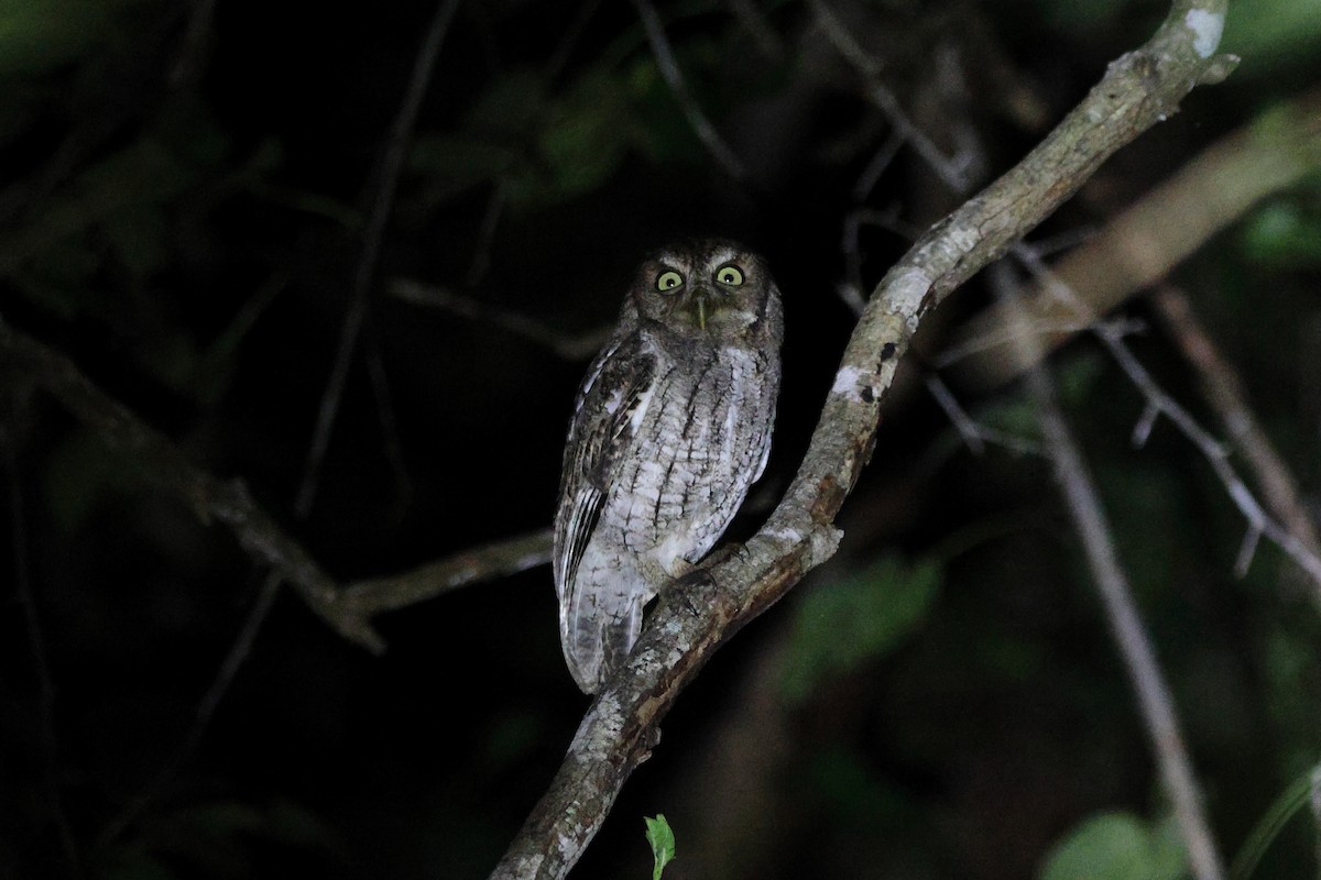 Middle American Screech-Owl - ML647114732