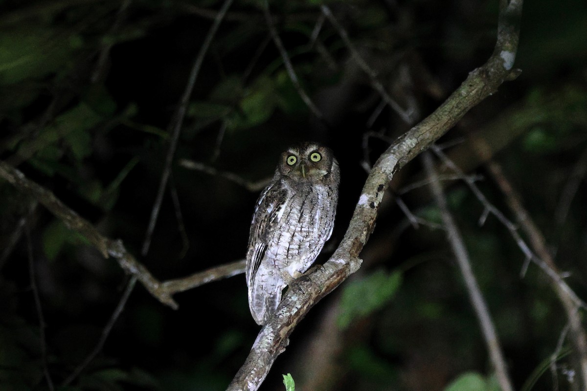 Middle American Screech-Owl - ML647114735