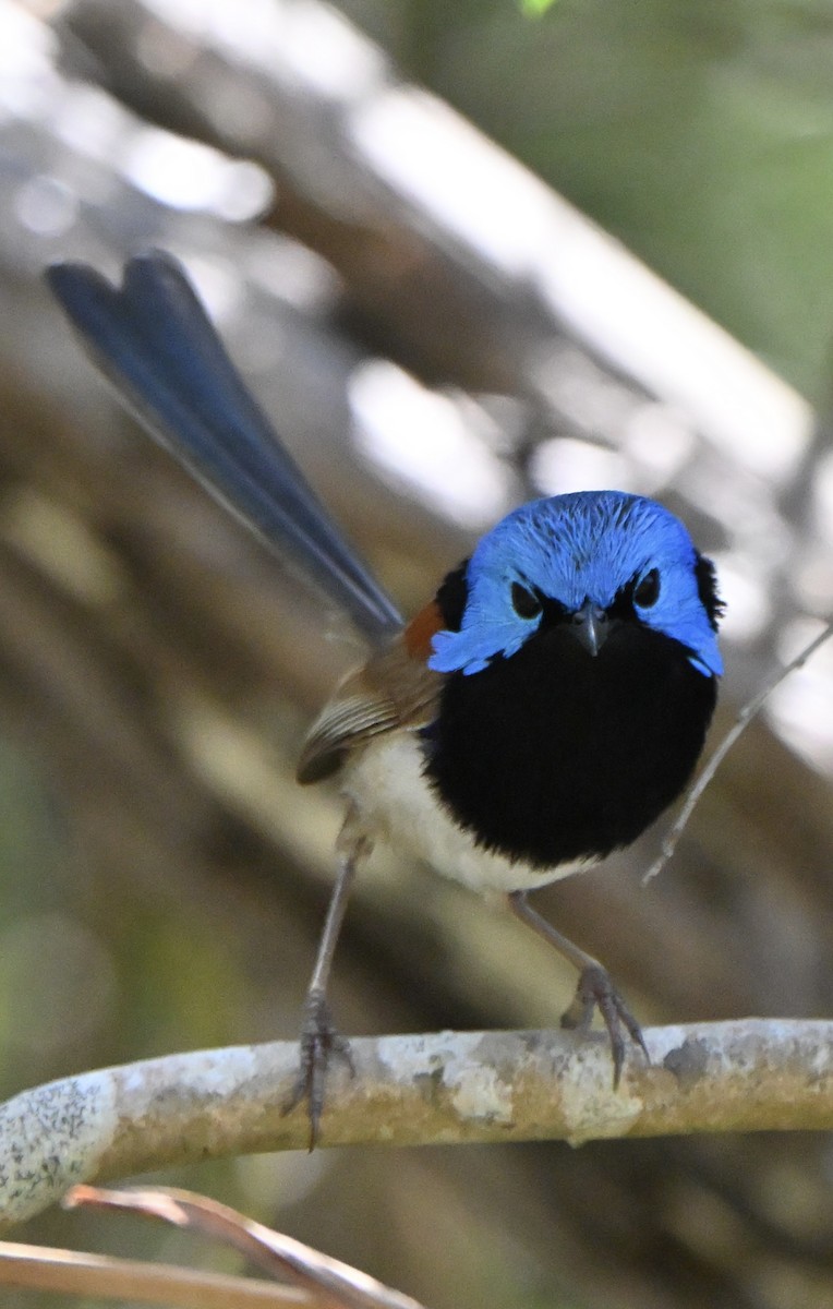 Variegated Fairywren - ML647114739