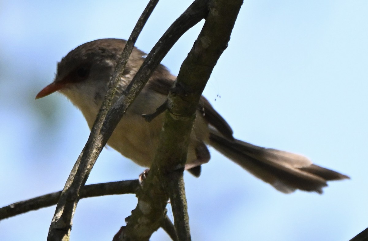 Variegated Fairywren - ML647114740