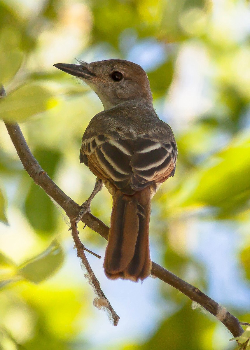 Kalifornienschopftyrann - ML647114748