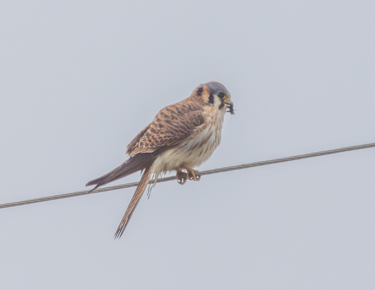 American Kestrel - ML647114749