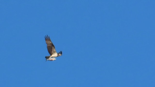 Скопа західна - ML647114756