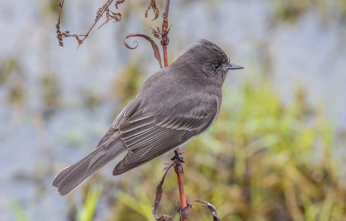 Black Phoebe - ML647114762