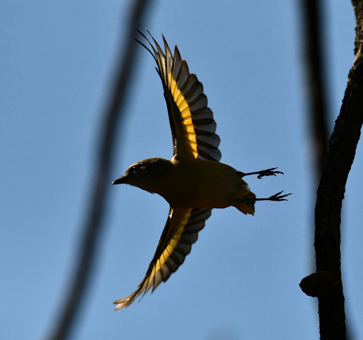 Zwergmennigvogel - ML647114763