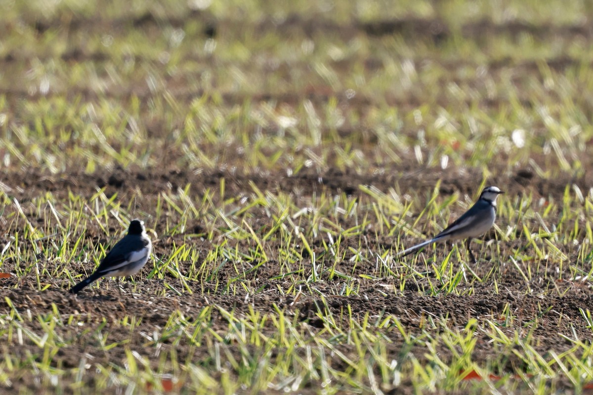 White Wagtail - ML647114772