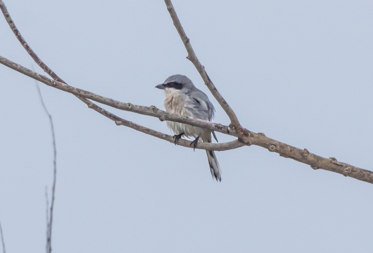 Loggerhead Shrike - ML647114773