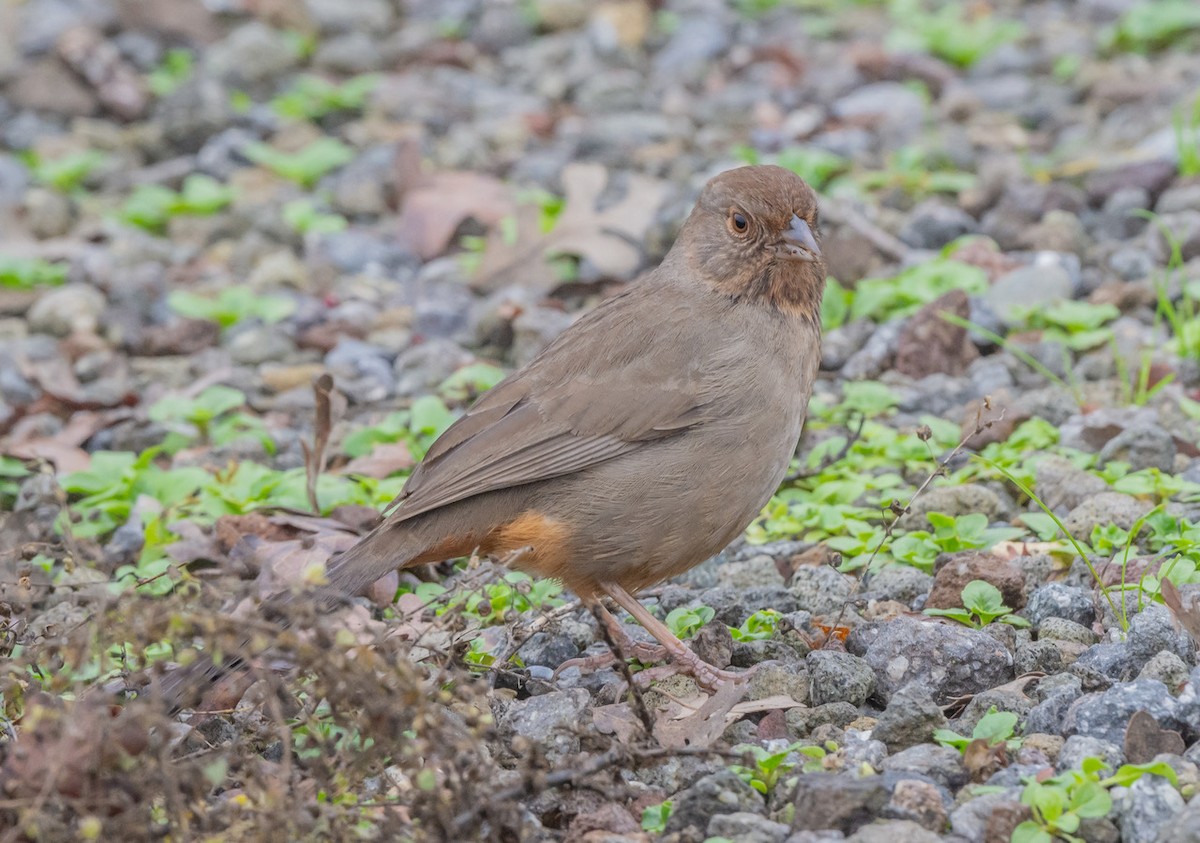 California Towhee - ML647114781