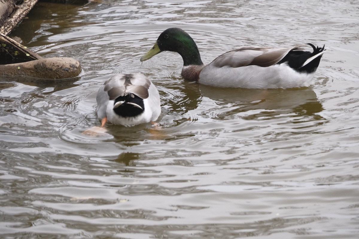 Mallard - ML647114810