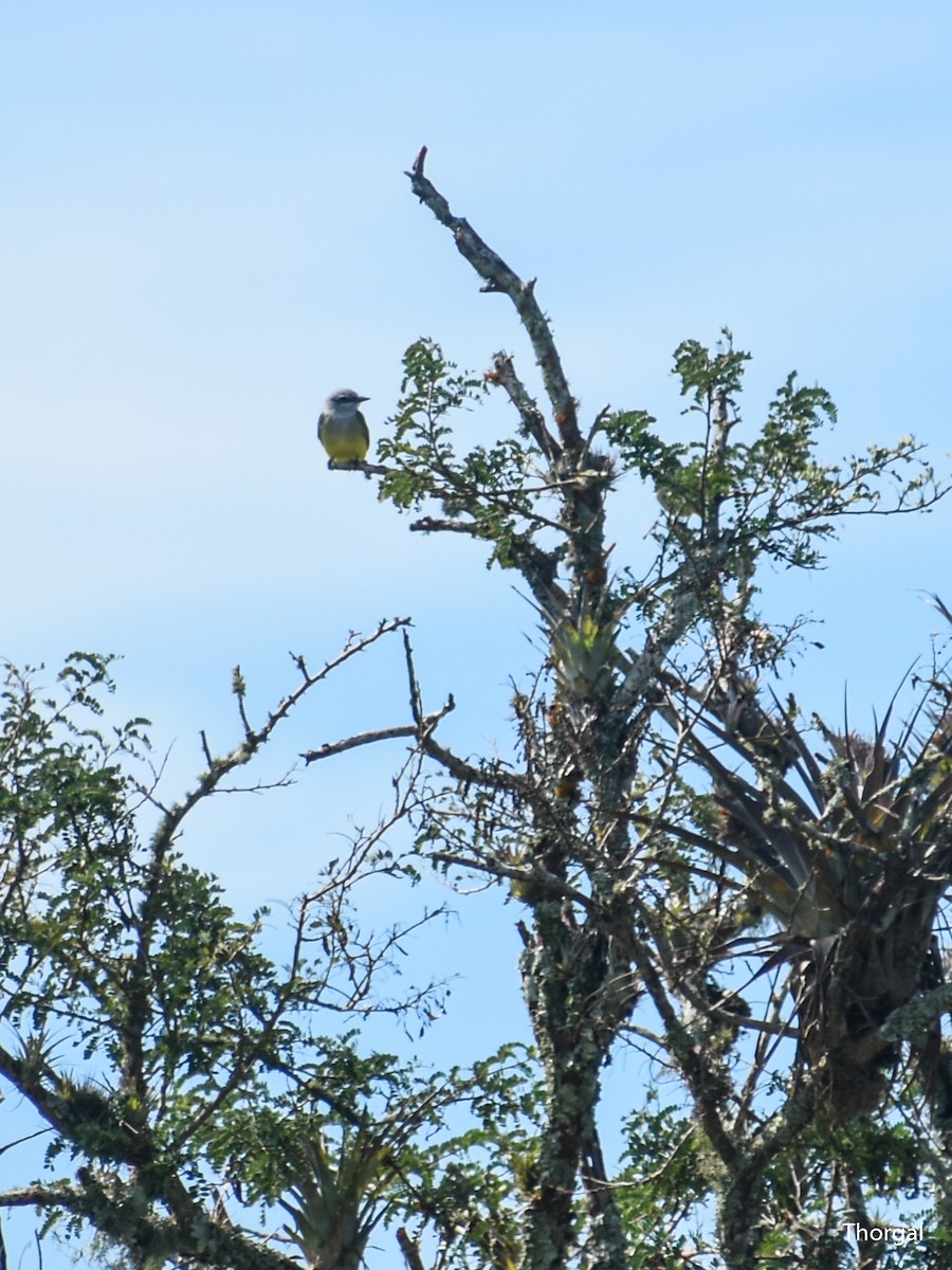 krattkongetyrann - ML647114819