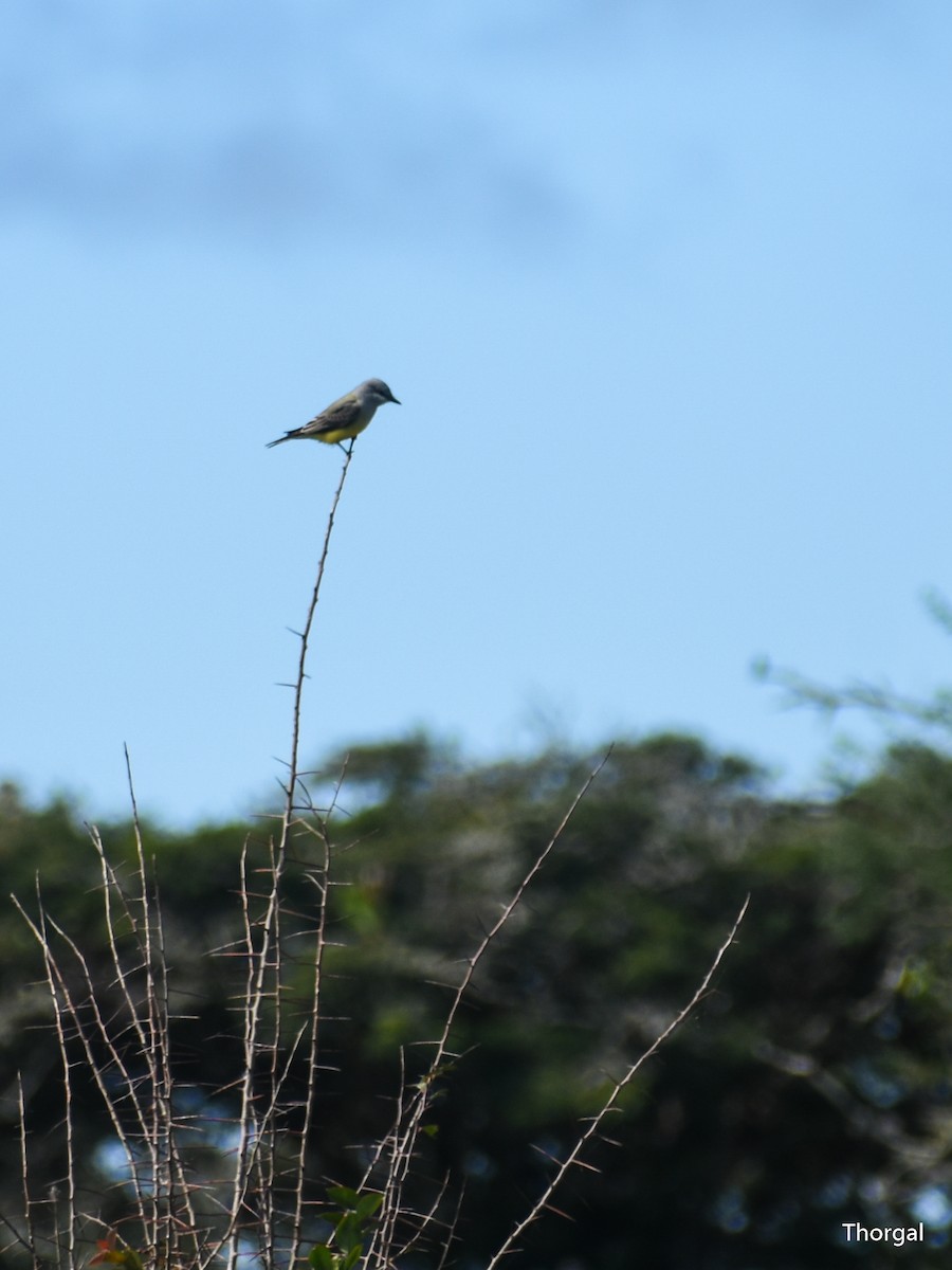 krattkongetyrann - ML647114820