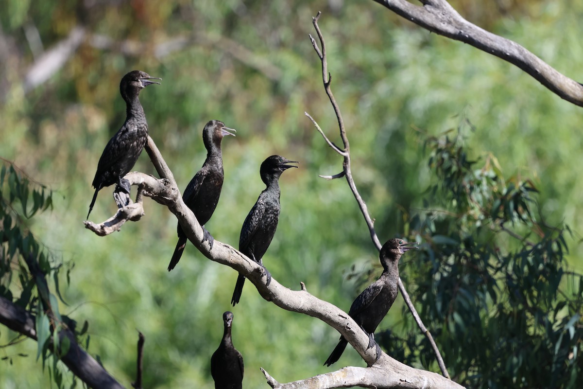 kormorán australský - ML647114850