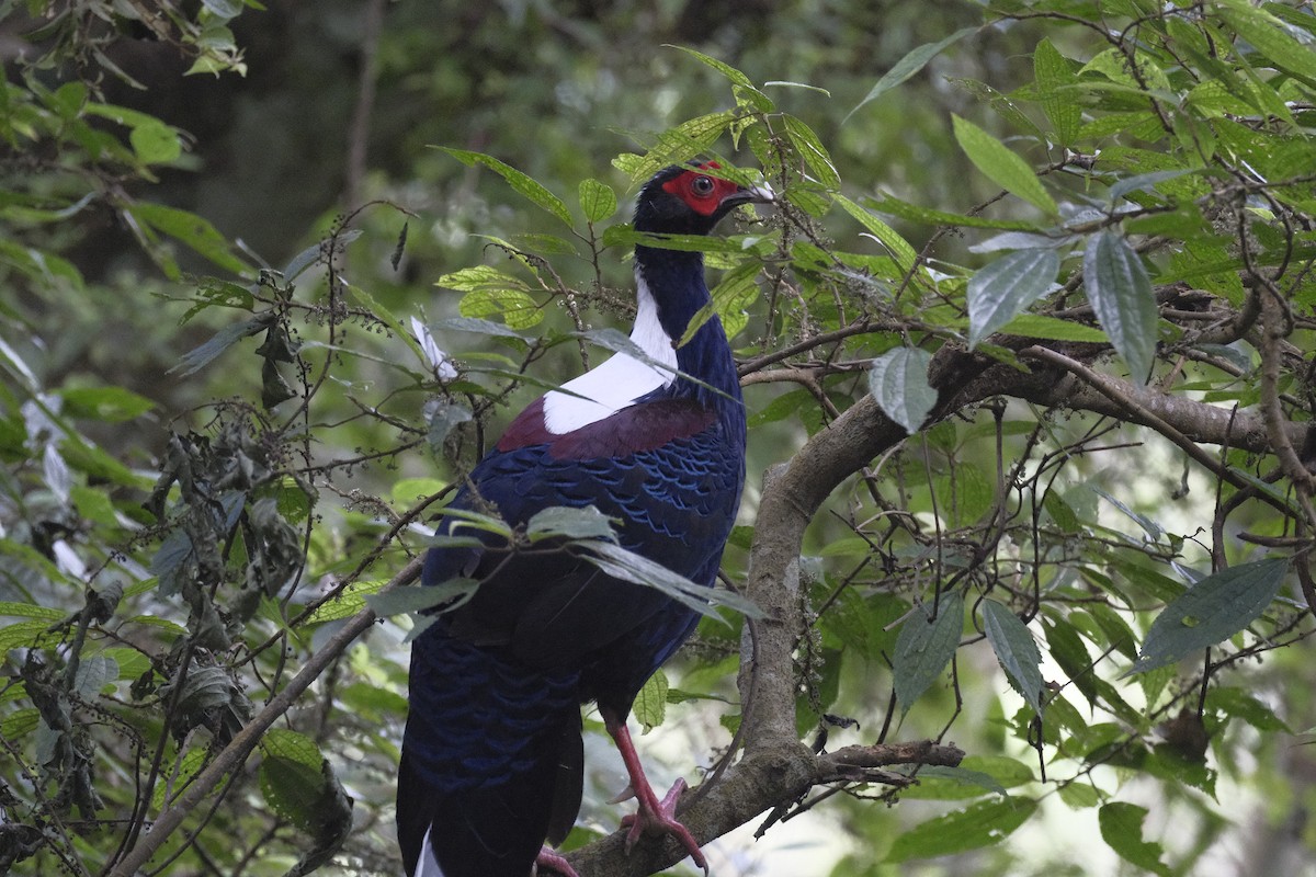 Swinhoe's Pheasant - ML647114852