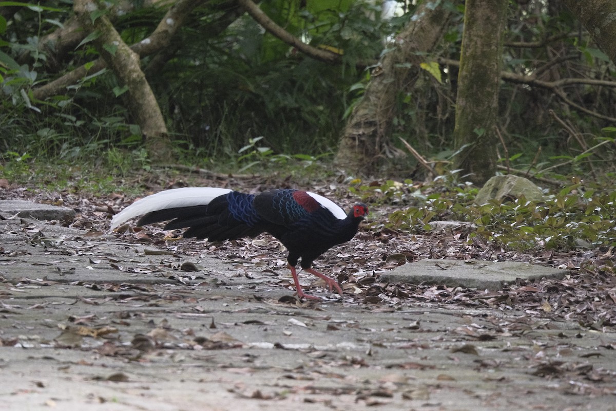Swinhoe's Pheasant - ML647114853
