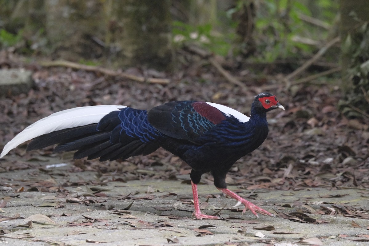 Swinhoe's Pheasant - ML647114854